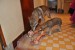 krmeni_drave_zvere