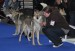 MVP DUO CACIB Brno, 4.2.2012