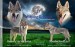plakat_woolfdogbohemia_2 (1)
