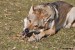 DSC_0103zmm