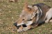 DSC_0110zmm