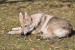 DSC_0209zmm