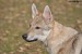 DSC_0244zmm