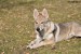 DSC_0259zmm